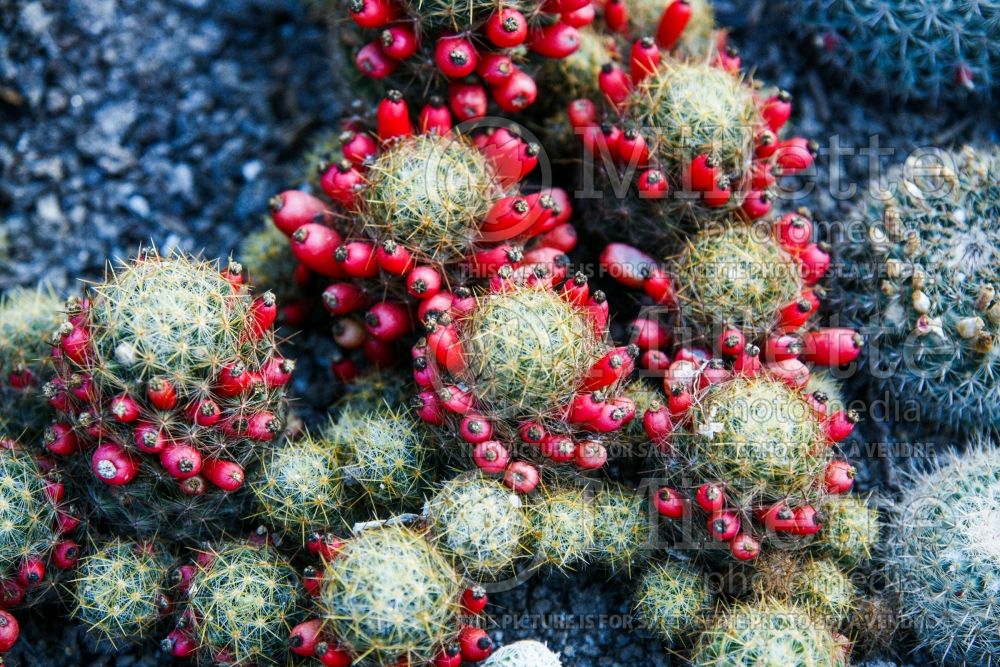 Mammillaria prolifera (Cactus) 1