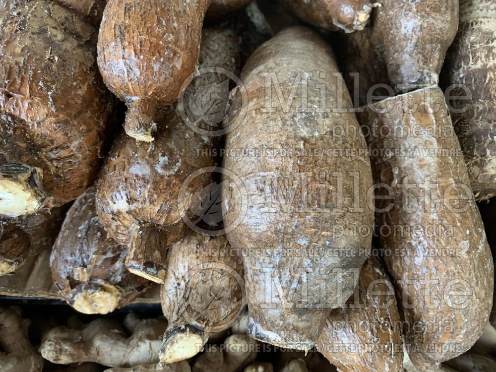 Manihot esculenta (cassava manioc, or yuca roots vegetable) 1 