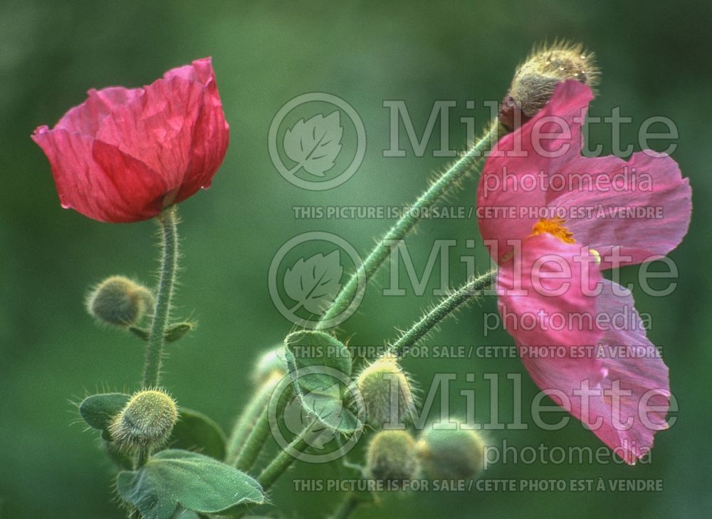 Meconopsis napaulensis (Poppy) 4 