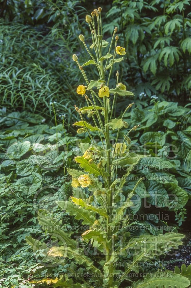 Meconopsis paniculata (Poppy) 1 