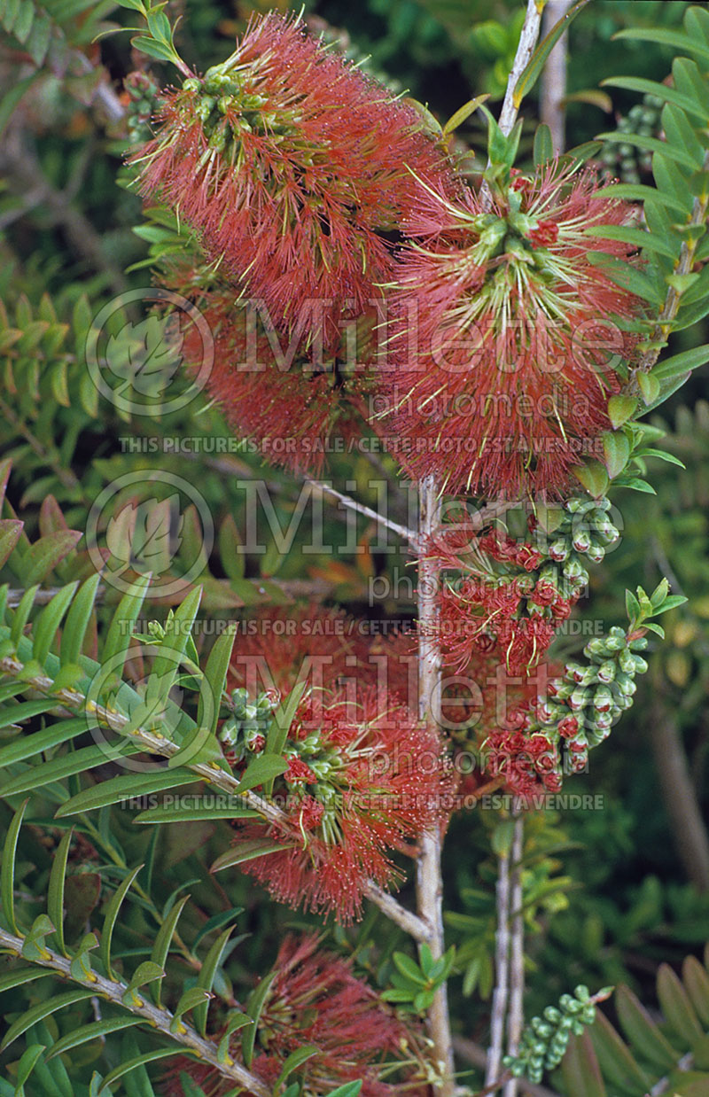 Melaleuca hypericifolia (Hillock Bush) 1 
