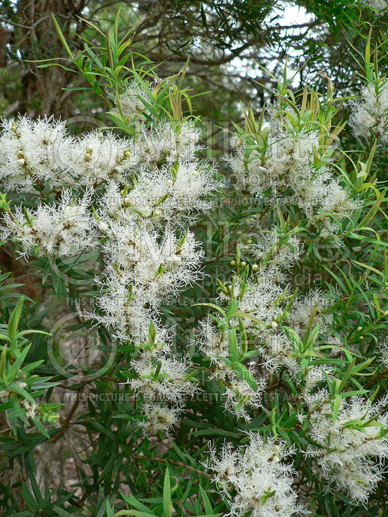 Melaleuca linariifolia (Snow-in-Summer) 1 
