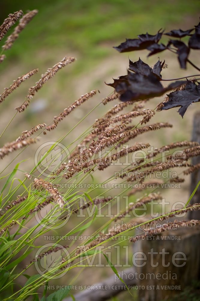 Melica Atropurpurea (Siberian melic Ornamental grass) 1