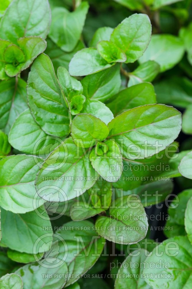 Mentha Lime (Mint herb) 1