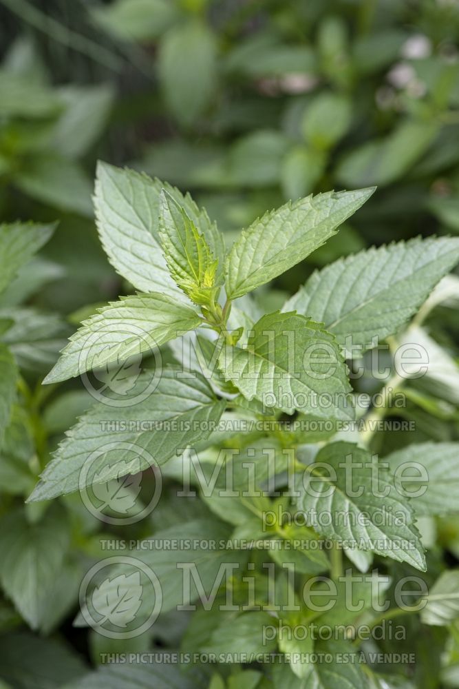 Mentha piperita (Peppermint - herb) 8