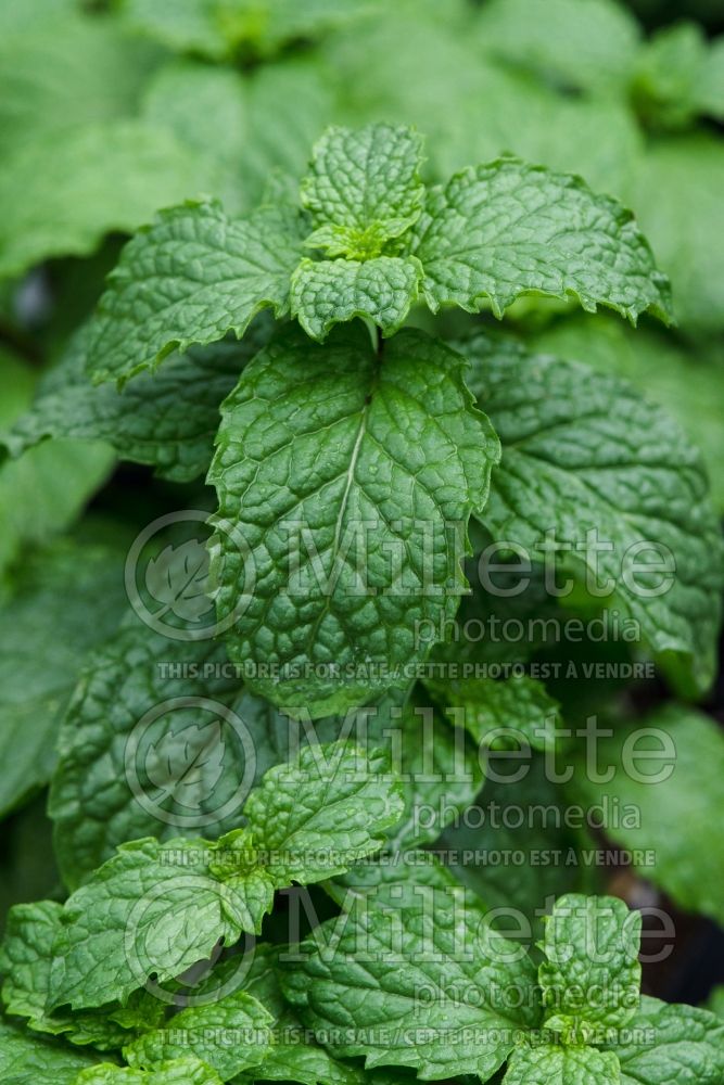 Mentha Mojito (Mint herb) 1