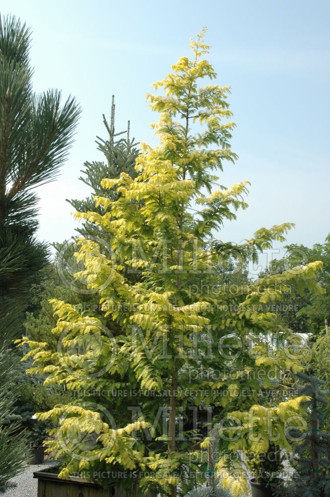 Metasequoia Ogon or Gold Rush or Golden Oji  (Dawn redwood conifer) 1