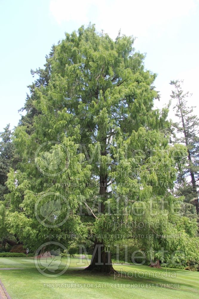 Metasequoia glyptostroboides (Redwood conifer) 5 