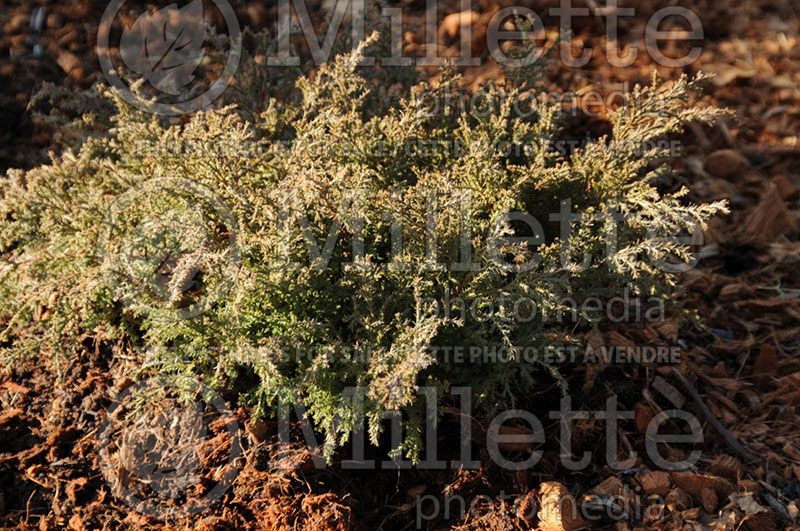 Microbiota Fuzzball ou Condavis (Siberian Cypress conifer) 1 