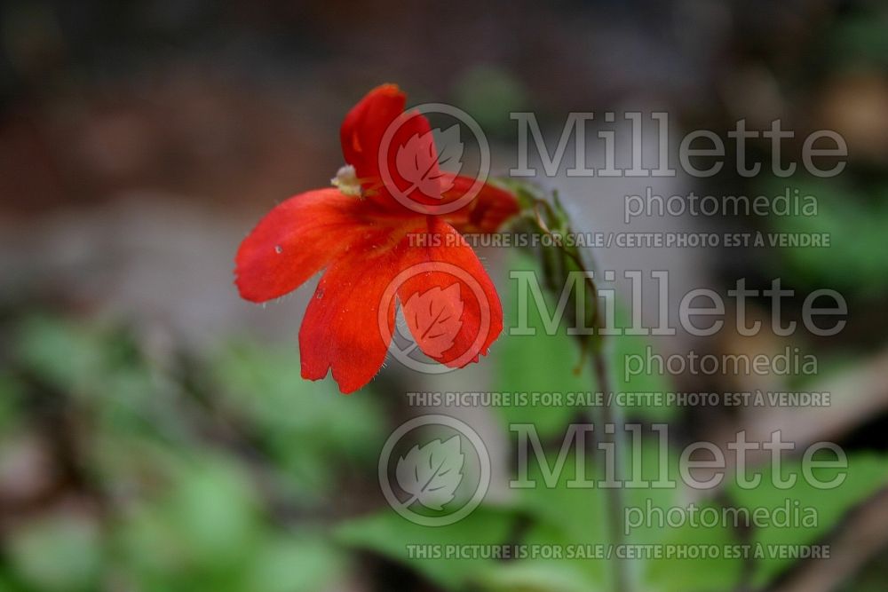 Mimulus cardinalis (scarlet monkeyflower) 1 