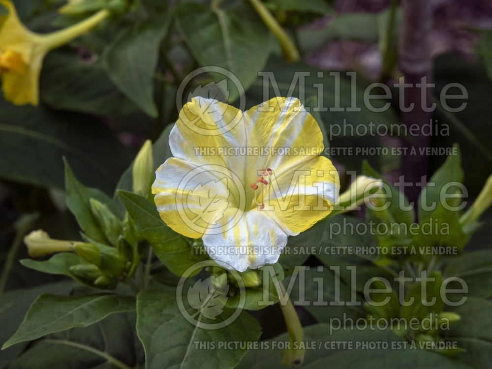 Mirabilis Lemon Swirl (Colorado four o'clock) 2 