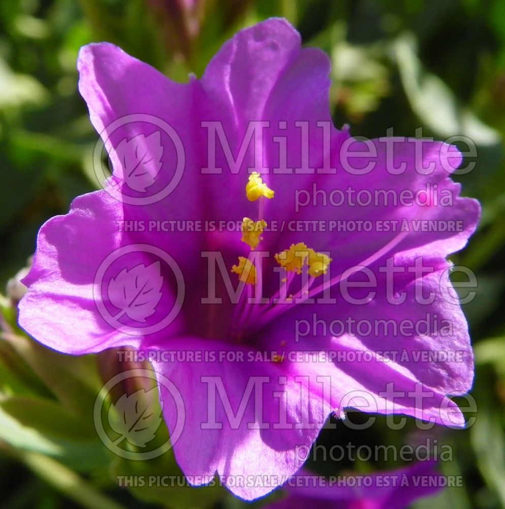 Mirabilis multiflora (Colorado four o'clock) 1 