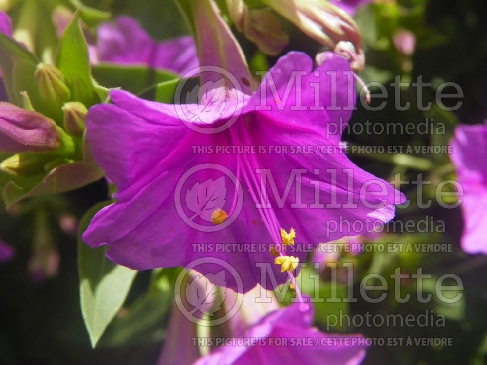 Mirabilis multiflora (Colorado four o'clock) 2 