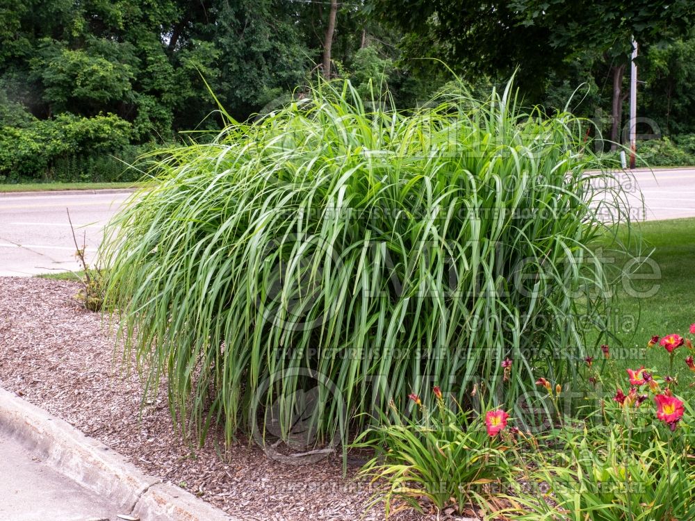 Miscanthus Blondo (Chinese silver grass Ornamental Grass) 1