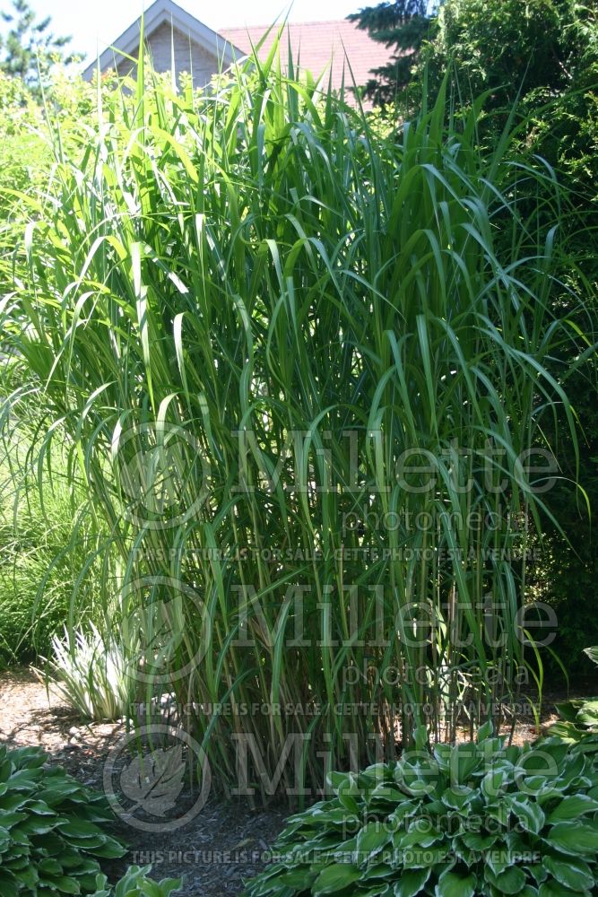 Miscanthus Giganteus (Maiden Grasses Ornamental Grass) 1