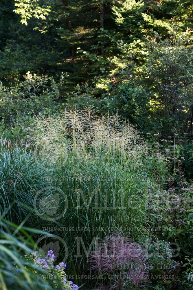 Miscanthus Berlin (Chinese silver grass Ornamental Grass) 4