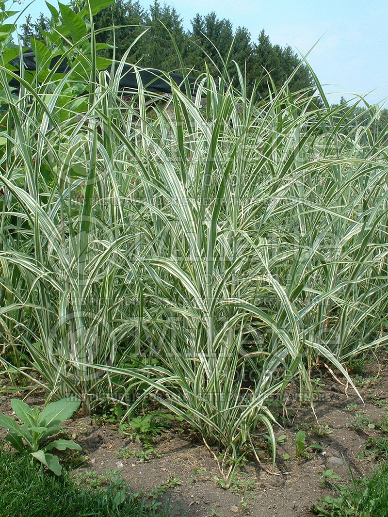 Miscanthus Cosmopolitan (Maiden Grasses Ornamental Grass) 2