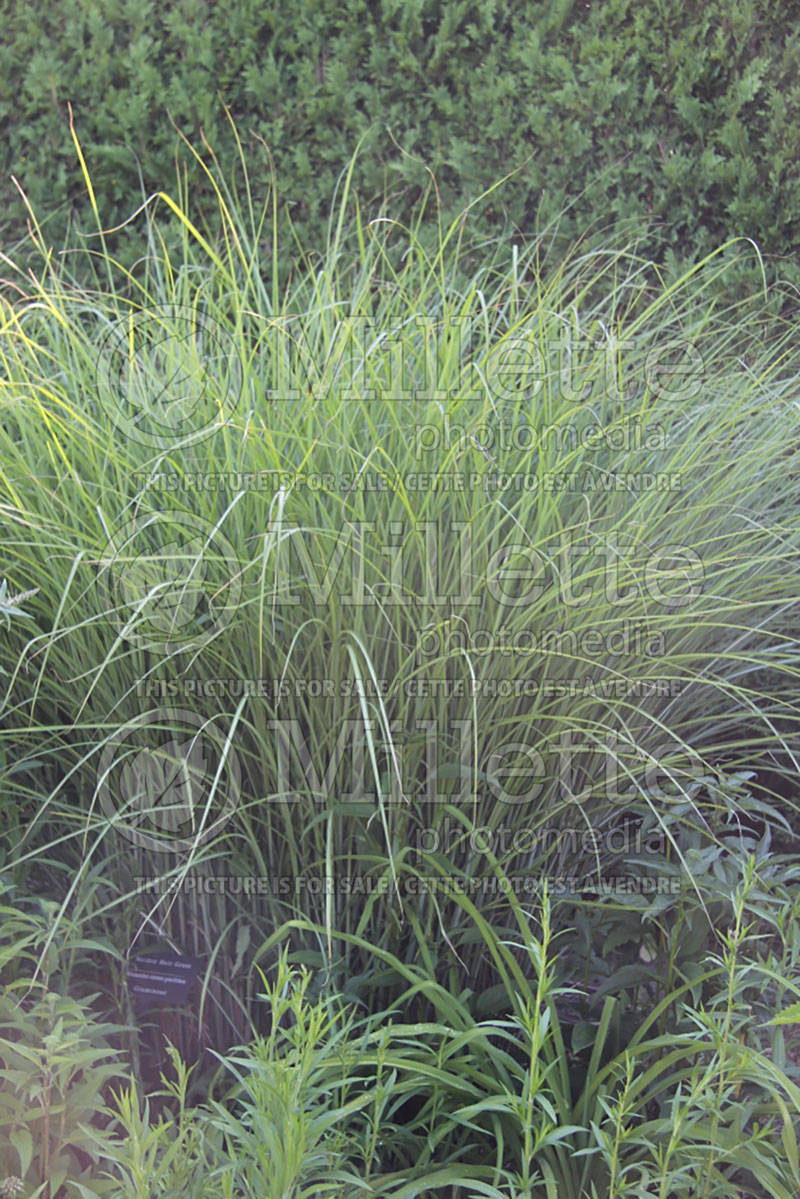 Miscanthus Gracillimus (Maiden Grasses Ornamental Grass) 5