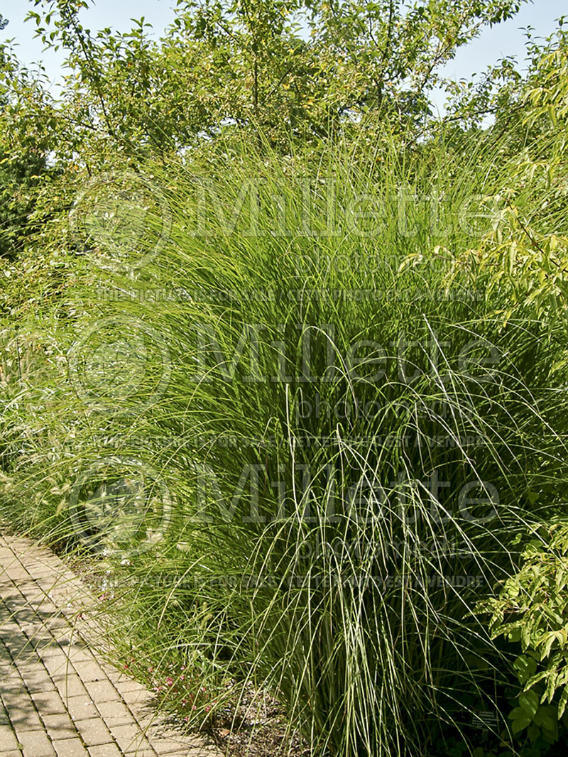 Miscanthus Gracillimus (Maiden Grasses Ornamental Grass) 9