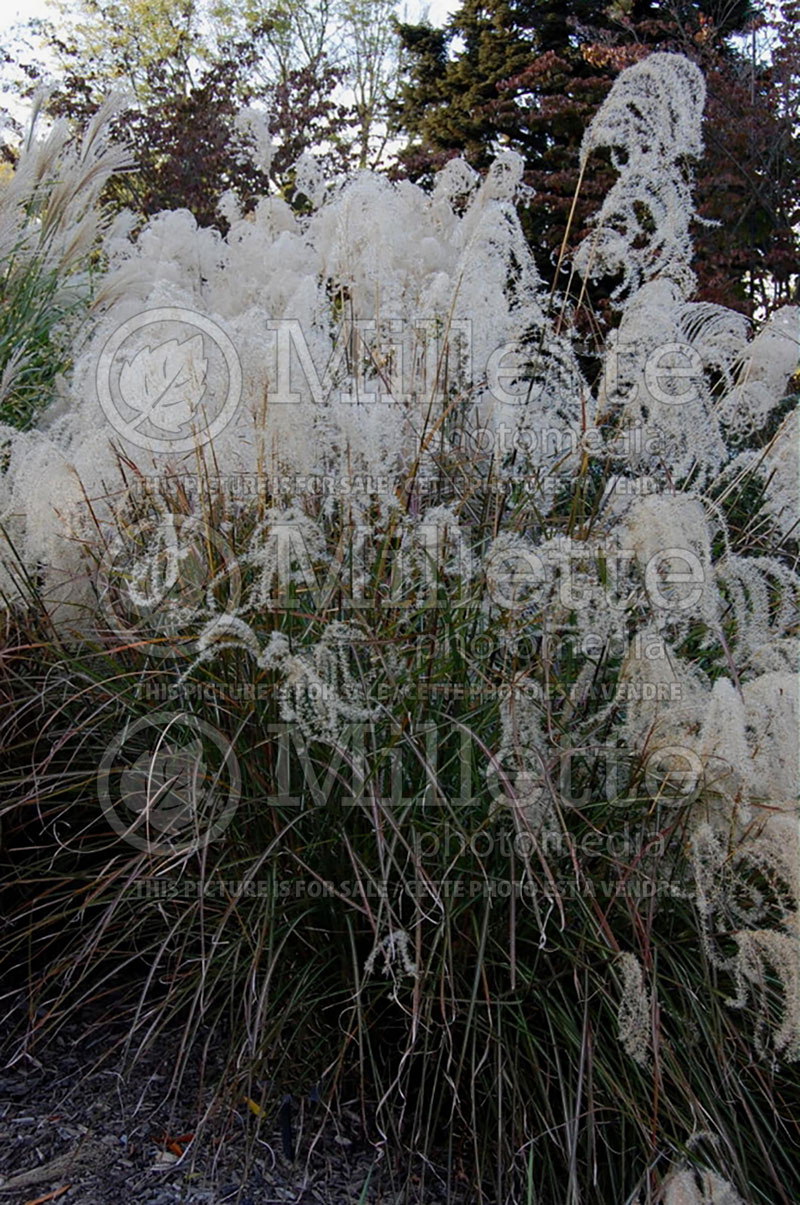 Miscanthus Graziella (Maiden Grasses Ornamental Grass) 4 