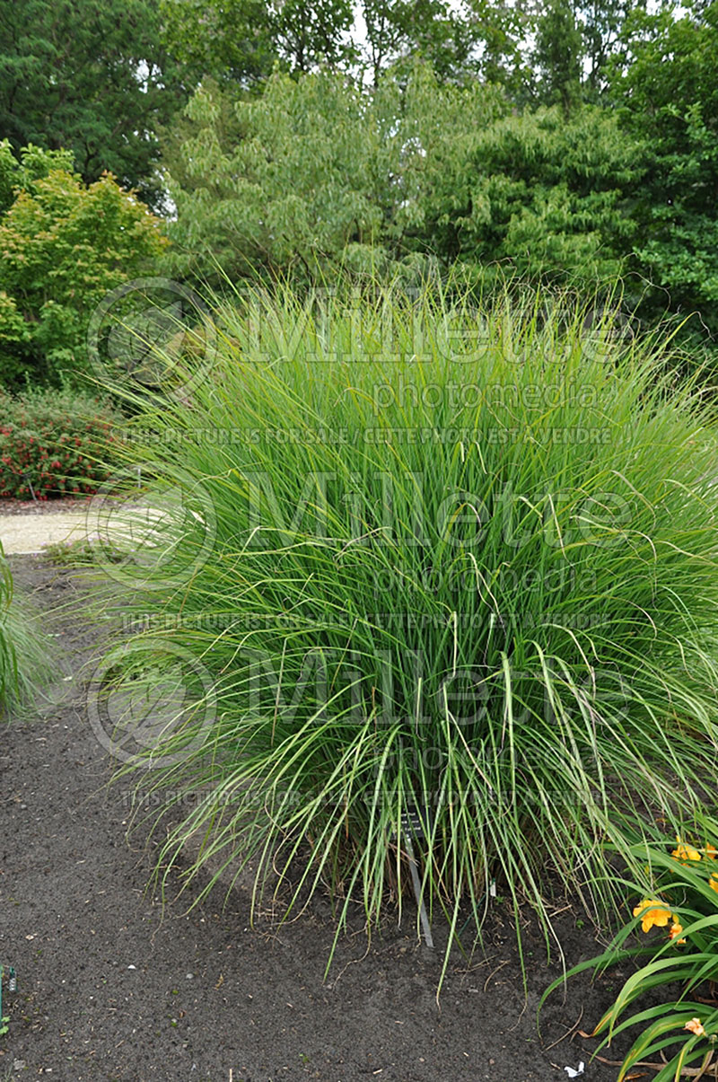 Miscanthus Kleine Fontaine or Little Fountain (Chinese silver grass Ornamental Grass) 3