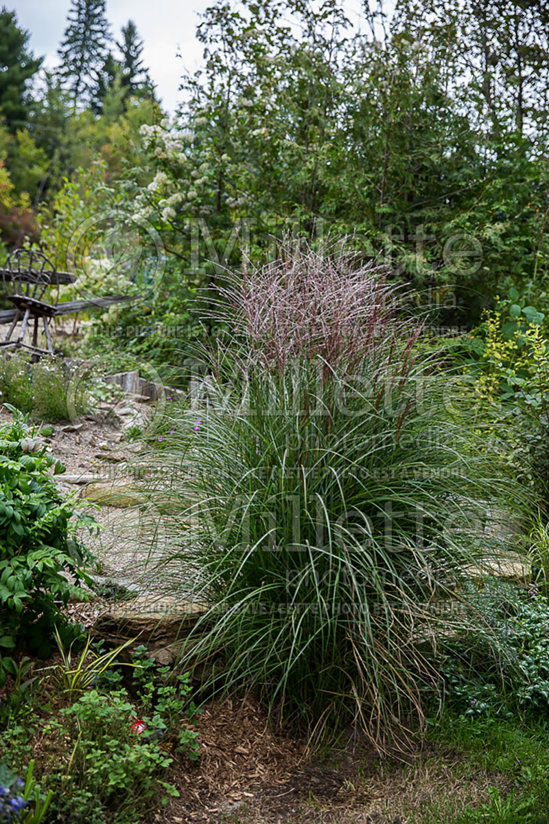 Miscanthus Kleine Fontaine or Little Fountain (Chinese silver grass Ornamental Grass) 1