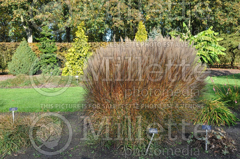 Miscanthus Kleine Silberspinne (Chinese silver grass Ornamental Grass) 2