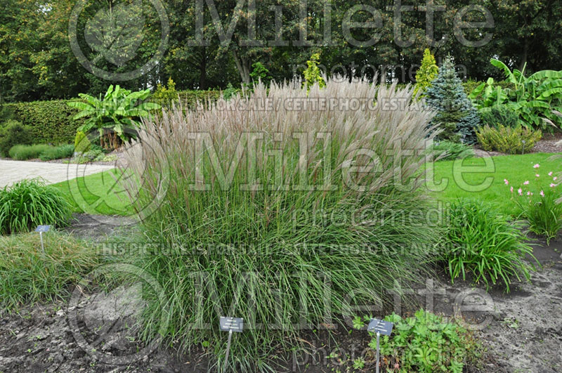 Miscanthus Kleine Silberspinne (Chinese silver grass Ornamental Grass) 1