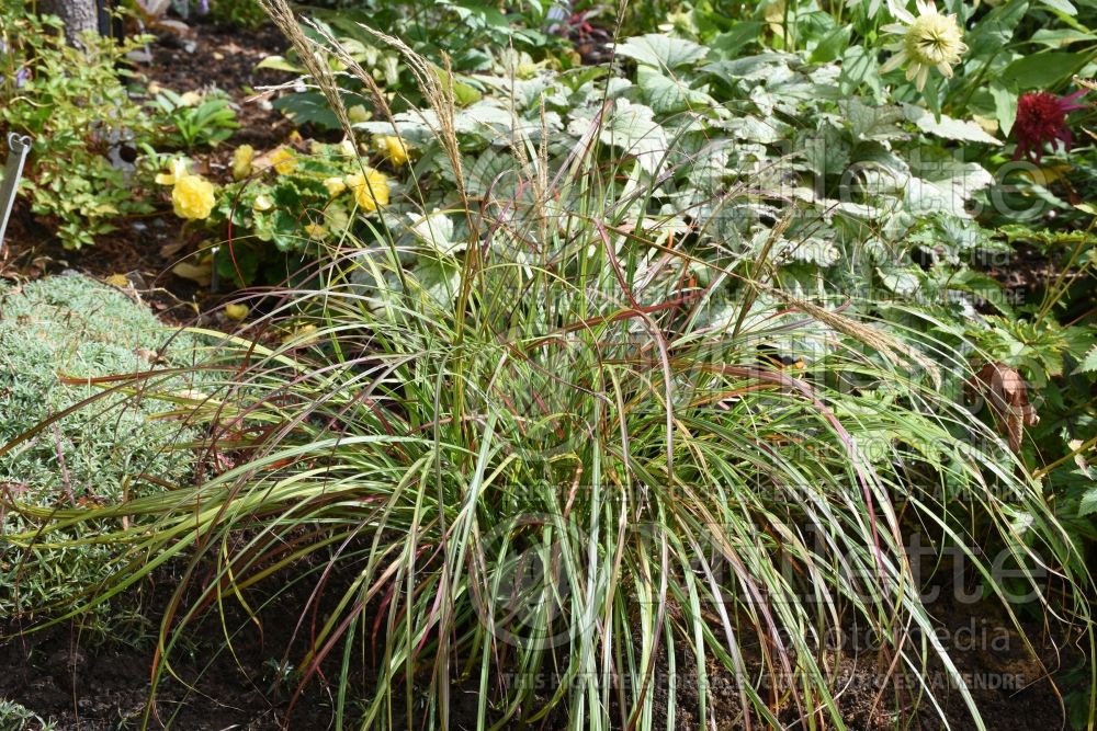 Miscanthus Little Miss (Chinese silver grass Ornamental Grass) 2