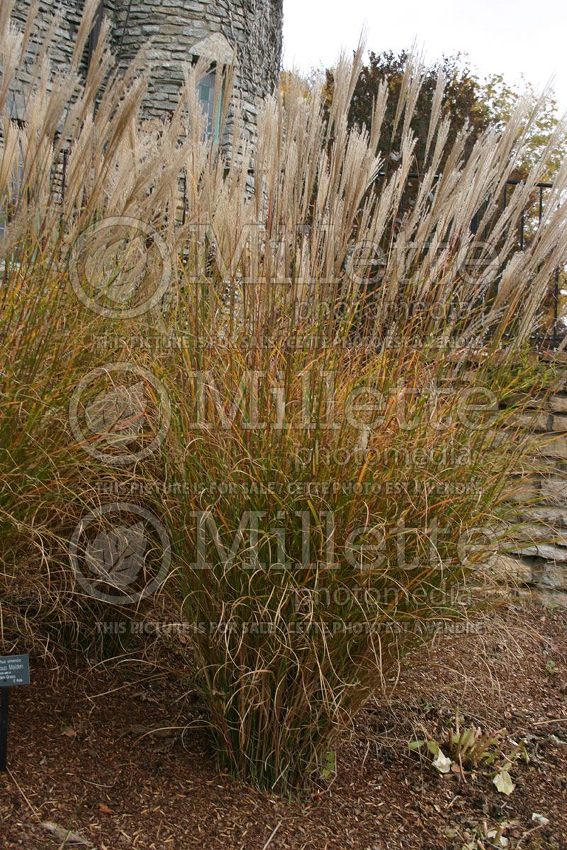 Miscanthus Mysterious Maiden (Maiden Grasses Ornamental Grass) 1