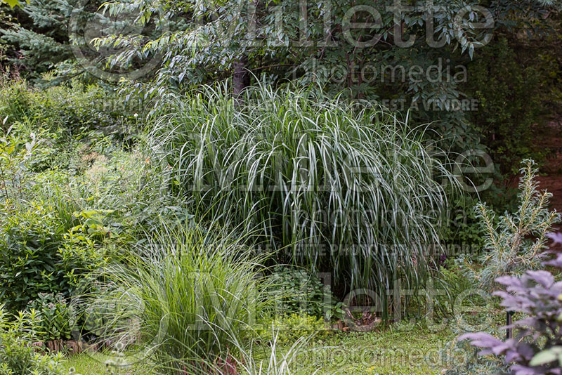 Miscanthus Positano (Maiden Grasses Ornamental Grass) 1 