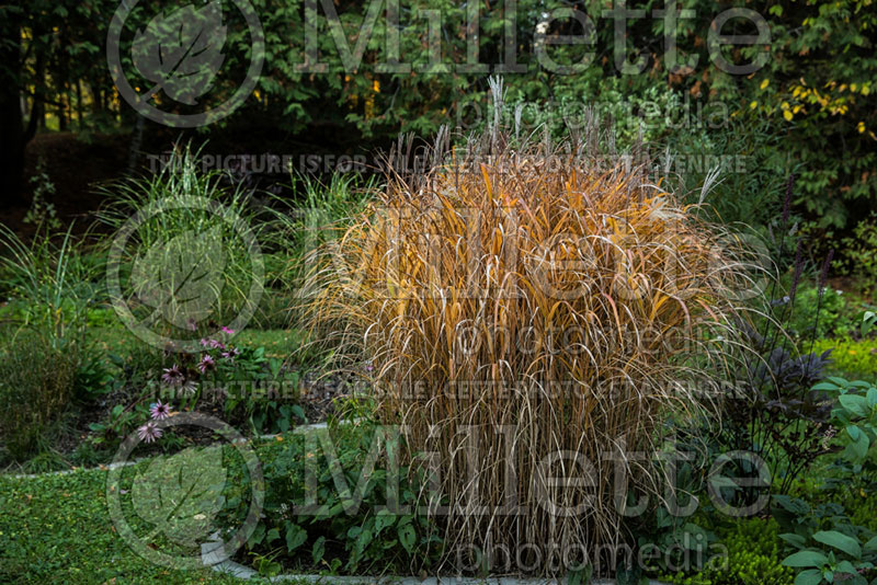 Miscanthus sinensis purpurascens  (Maiden Grasses Ornamental Grass) 13 