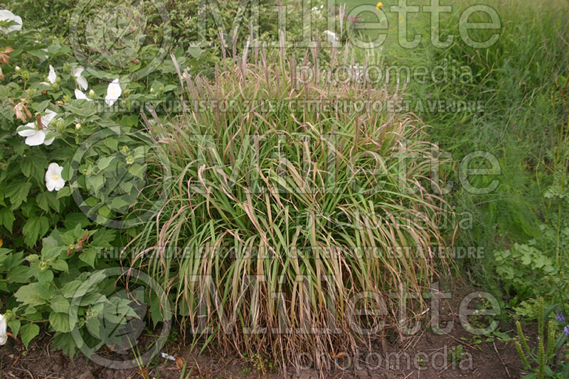 Miscanthus sinensis purpurascens  (Maiden Grasses Ornamental Grass) 2 