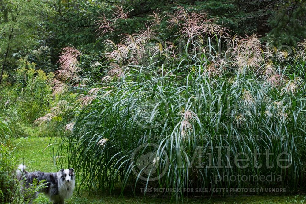 Miscanthus Silberfeder (Maiden Grasses Ornamental Grass) 7