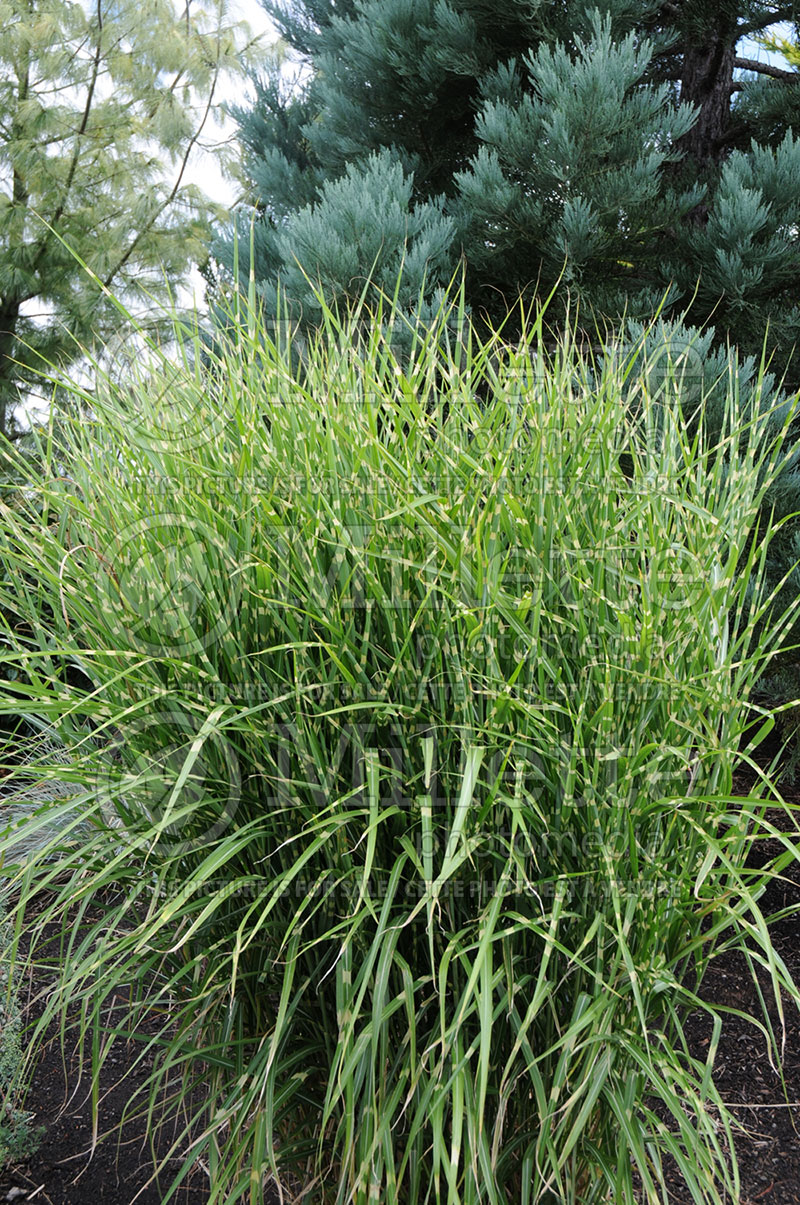 Miscanthus Strictus (Porcupine Grass Ornamental Grass) 1