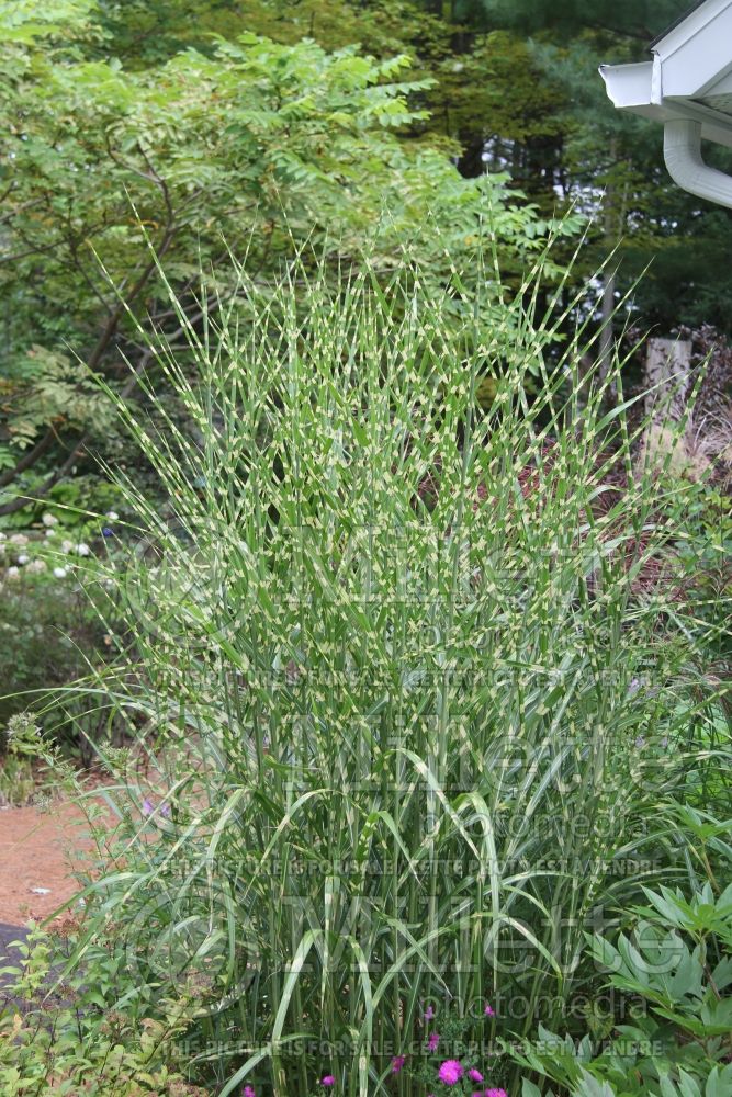 Miscanthus Strictus (Porcupine Grass Ornamental Grass) 4