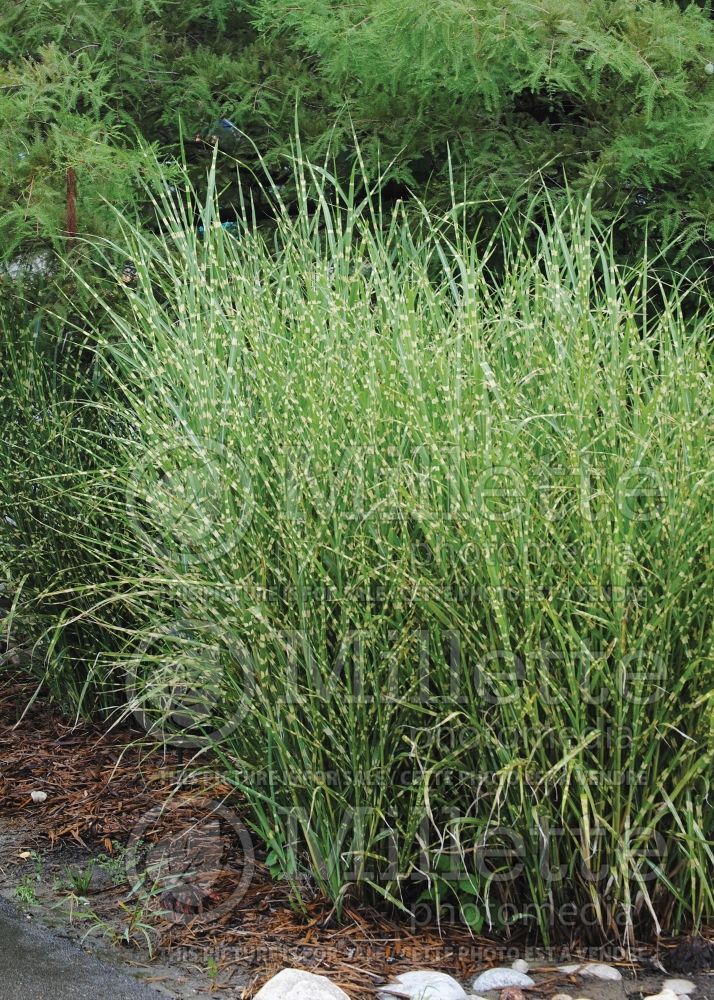 Miscanthus Strictus (Porcupine Grass Ornamental Grass) 6