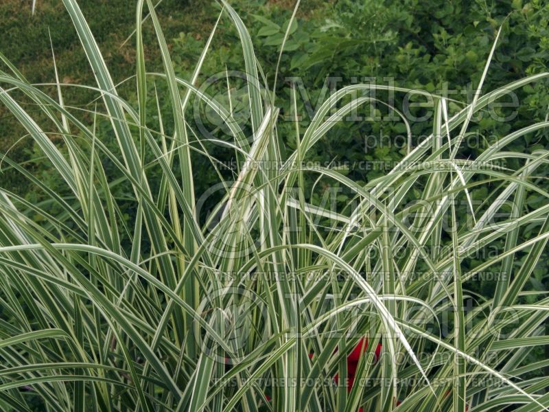 Miscanthus Variegatus (Zebra Grass Ornamental Grass) 2