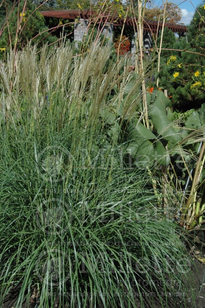 Miscanthus Yaku Jima (Chinese silver grass Ornamental Grass) 5