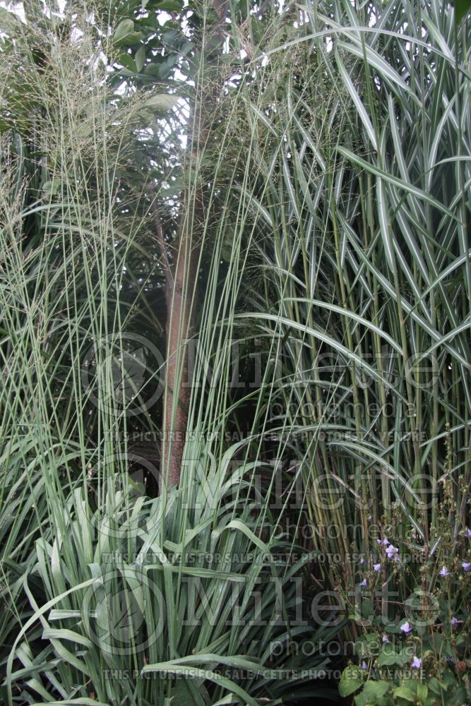 Molinia Windspiel (Purple moor grass Ornamental Grass) 1