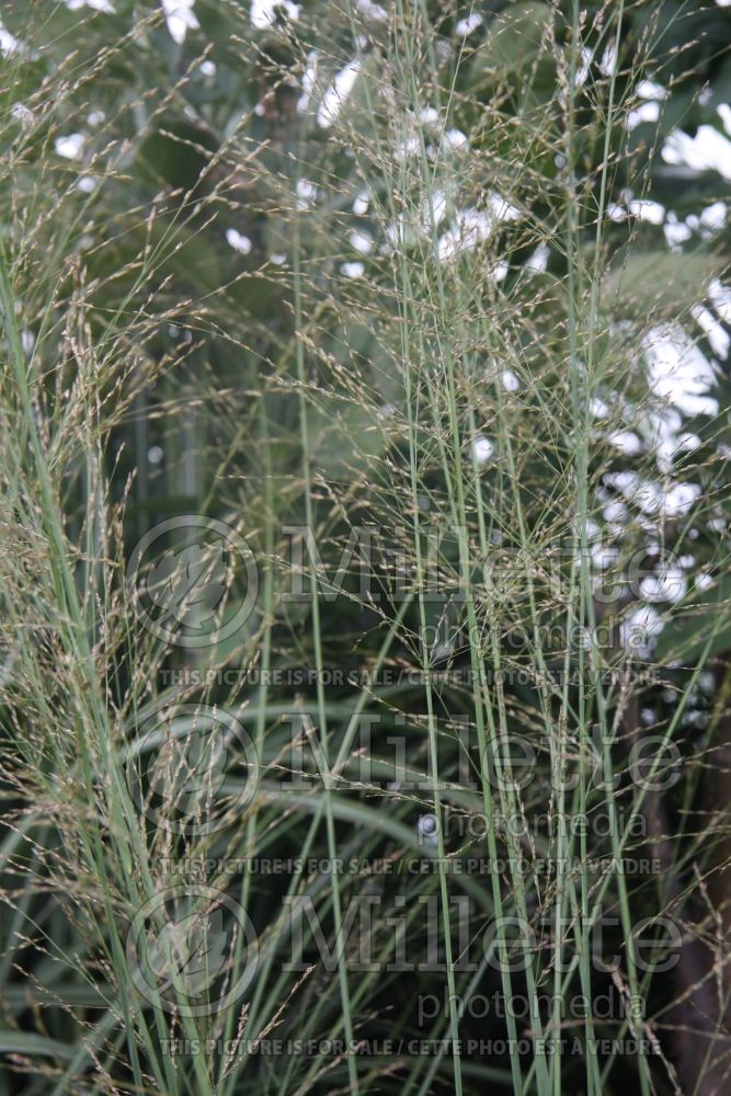 Molinia Windspiel (Purple moor grass Ornamental Grass) 2