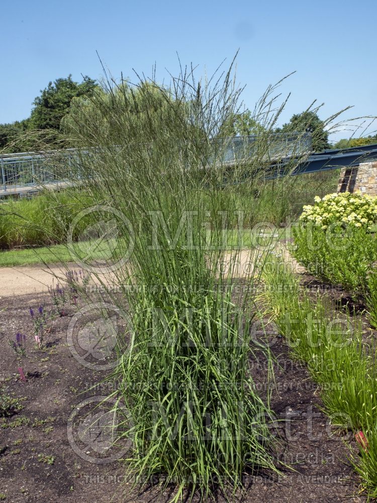 Molinia Cordoba (Purple moor grass Ornamental Grass) 3