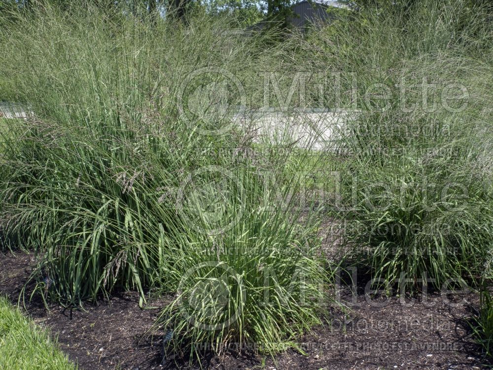 Molinia Fontane (Purple moor grass Ornamental Grass) 2