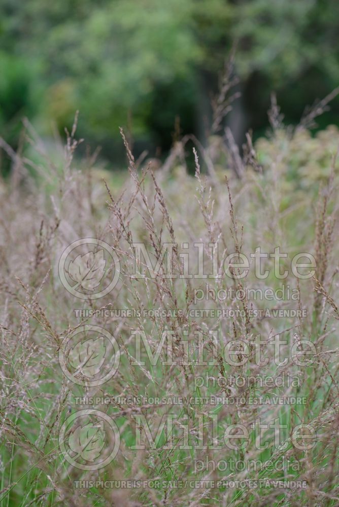Molinia Edith Dudszus (Purple moor grass Ornamental Grass) 2