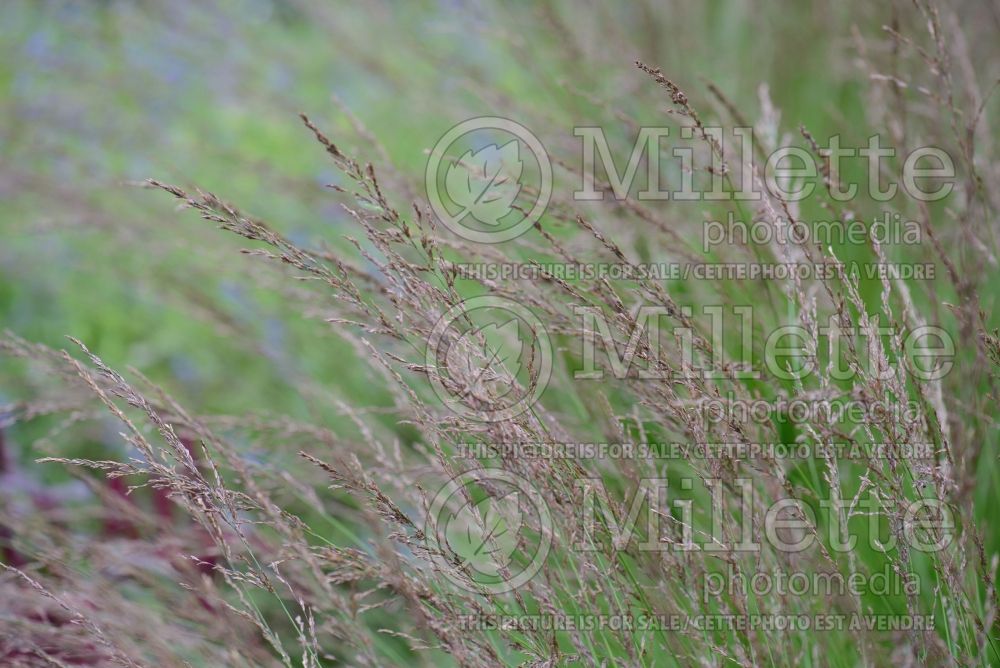 Molinia Edith Dudszus (Purple moor grass Ornamental Grass) 3