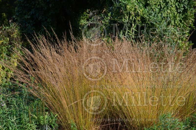 Molinia Edith Dudszus (Purple moor grass Ornamental Grass) 1