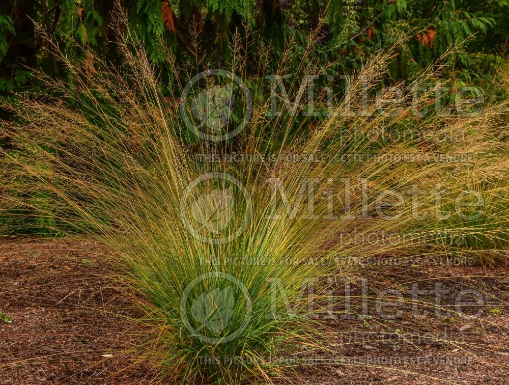 Molinia Heidebraut (Purple moor grass Ornamental Grass) 2
