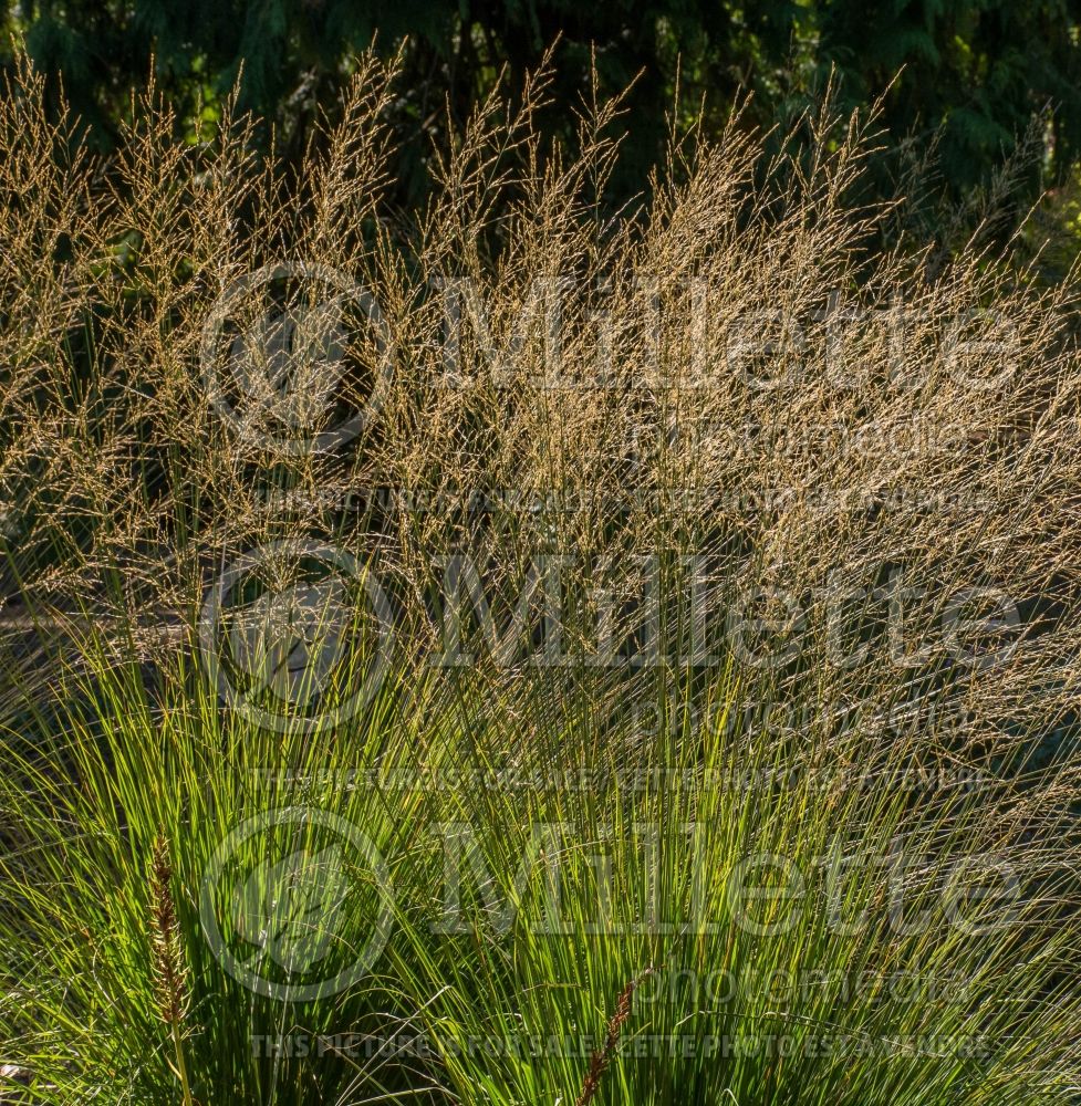 Molinia Heidebraut (Purple moor grass Ornamental Grass) 3