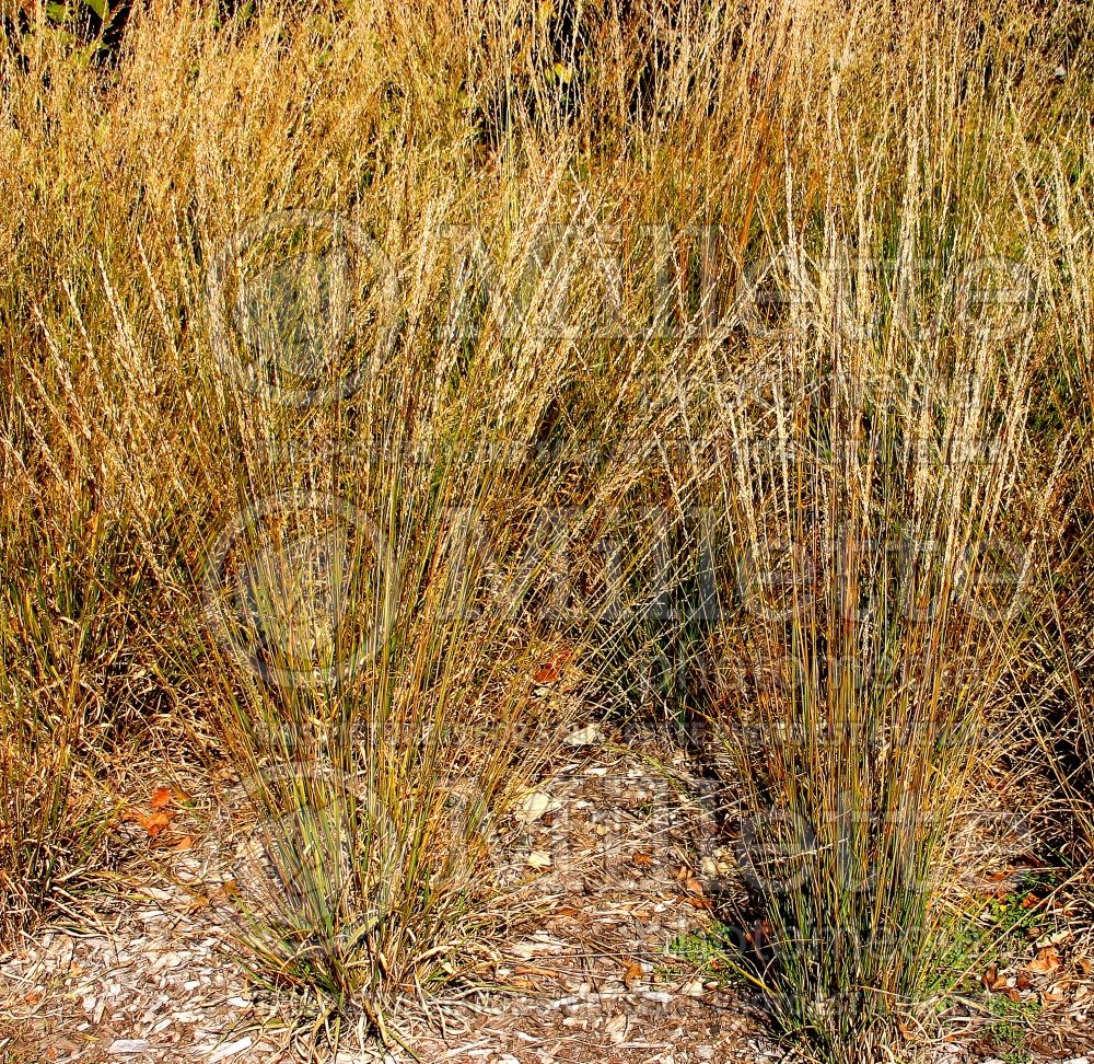 Molinia Moorhexe (Purple moor grass Ornamental Grass) 3