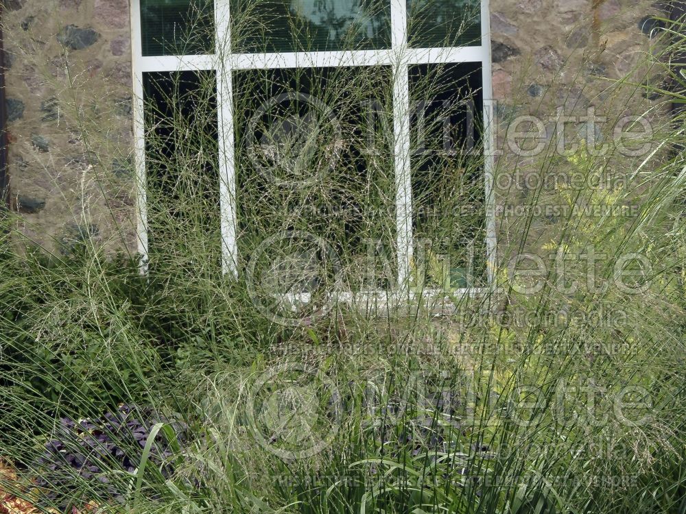 Molinia Transparent (Purple moor grass Ornamental Grass) 2